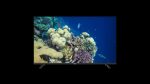 Sinotec 32" S1 HD Smart TV - Image 6